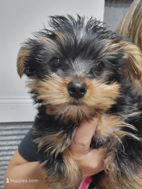 Cujo – Yorkshire Terrier puppy for sale in Neodesha, KS