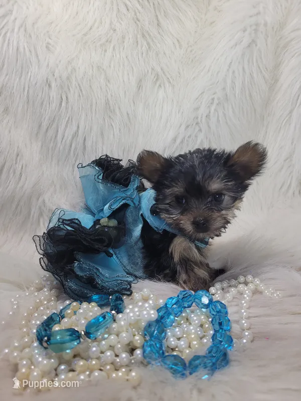 Joseline – Yorkshire Terrier puppy for sale in Tulsa, OK