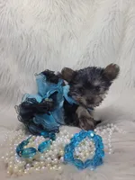Joseline, a male Yorkshire Terrier for sale in Neodesha, KS – 7 of 9