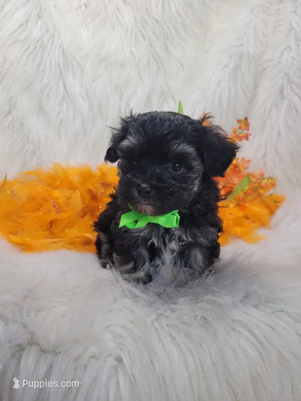 Duke – Maltipoo puppy for sale in Tulsa, OK