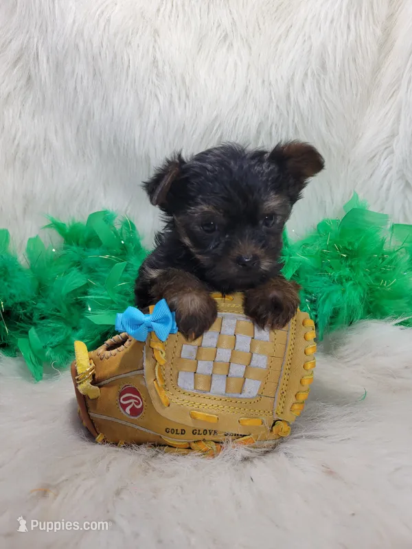 Boss – Yorkshire Terrier puppy for sale in Tulsa, OK