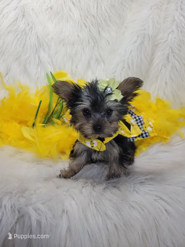 Joseline – Yorkshire Terrier puppy for sale in Tulsa, OK