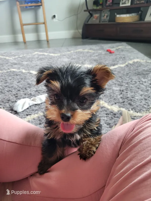 Cujo – Yorkshire Terrier puppy for sale in Neodesha, KS
