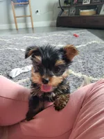 Cujo, a male Yorkshire Terrier for sale in Neodesha, KS – 1 of 4