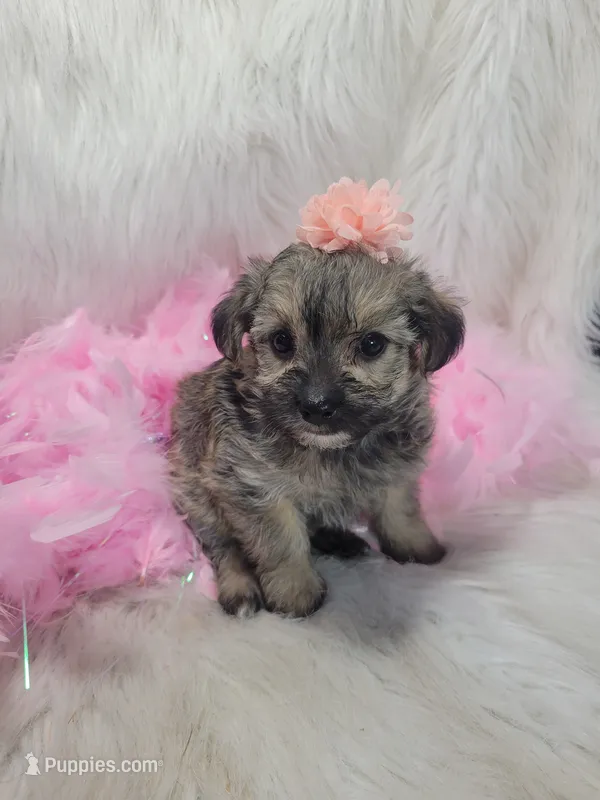 Sadie – Yorkipoo puppy for sale in Neodesha, KS