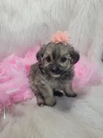 Sadie, a female Yorkipoo for sale in Neodesha, KS – 1 of 1