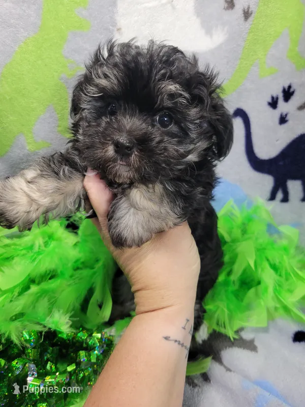 Duke – Maltipoo puppy for sale in Neodesha, KS