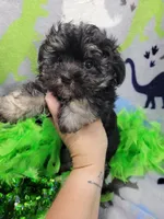 Duke, a male Maltipoo for sale in Neodesha, KS – 2 of 4