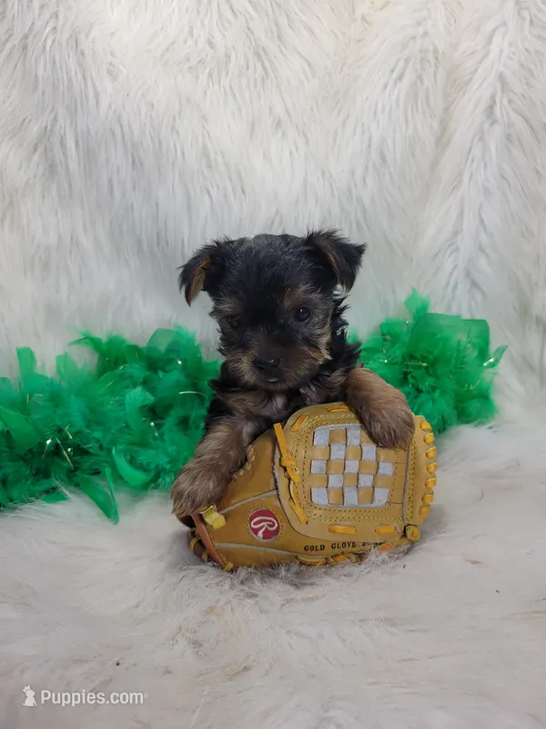 Spock – Yorkshire Terrier puppy for sale in Tulsa, OK