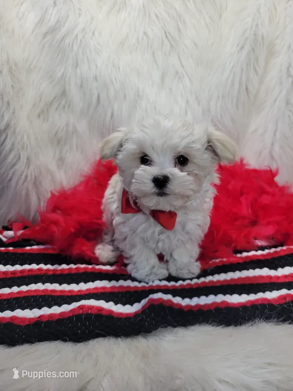 Alaska Snow – Morkie puppy for sale in Neodesha, KS