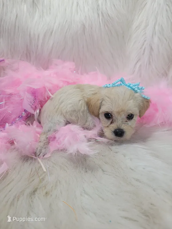 Precious – Yorkipoo puppy for sale in Neodesha, KS