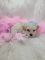 Precious, a female Yorkipoo for sale in Neodesha, KS – 1 of 1