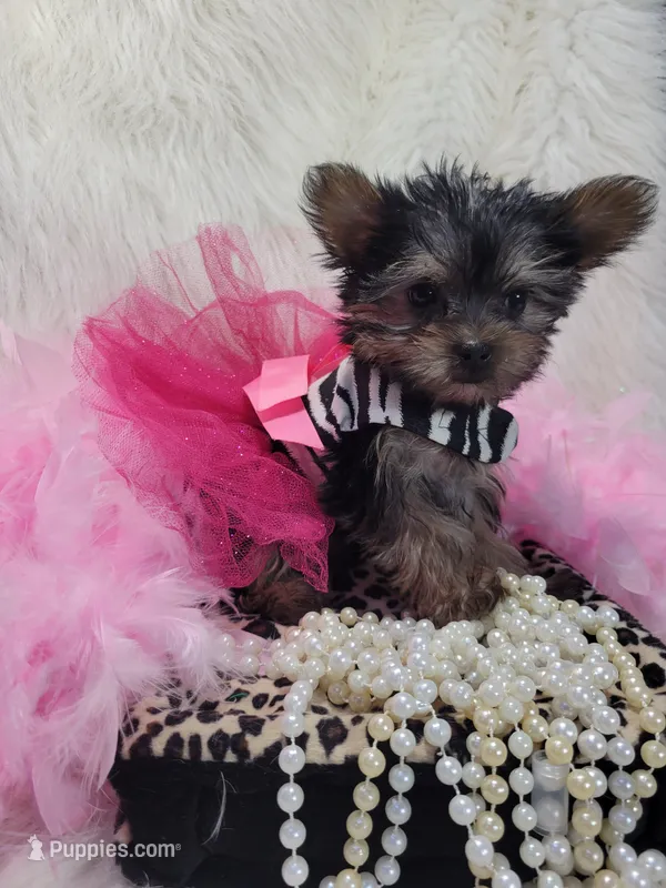 Joseline – Yorkshire Terrier puppy for sale in Tulsa, OK