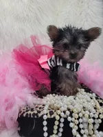 Joseline, a male Yorkshire Terrier for sale in Neodesha, KS – 2 of 9