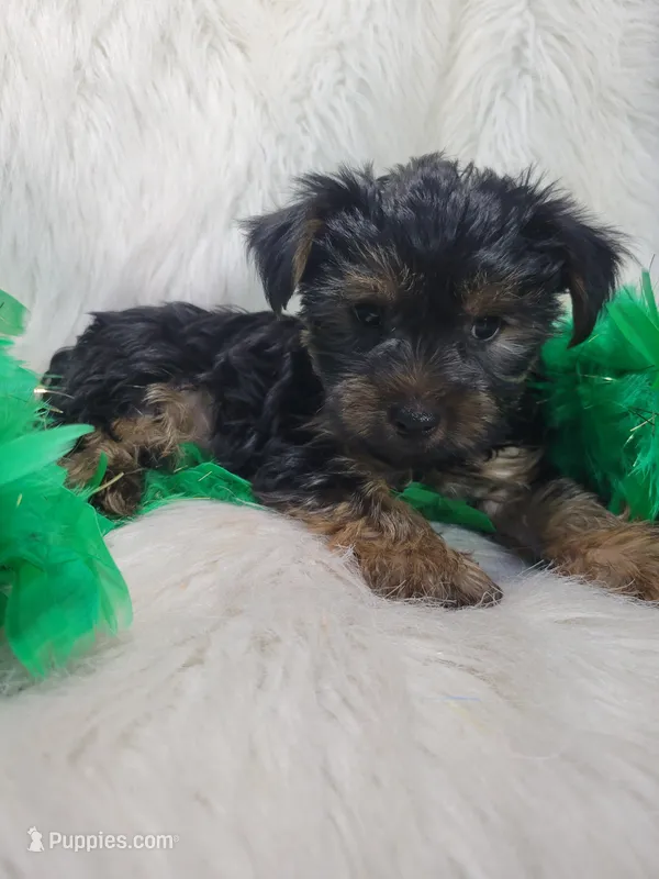 Darth Vader – Yorkshire Terrier puppy for sale in Tulsa, OK