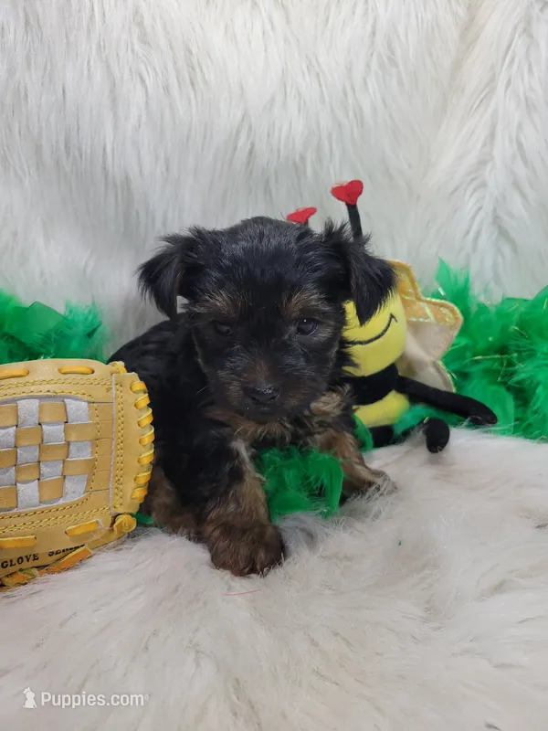 Darth Vader – Yorkshire Terrier puppy for sale in Tulsa, OK
