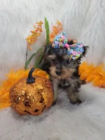 Daisy, a female Yorkshire Terrier for sale in Neodesha, KS – 1 of 1