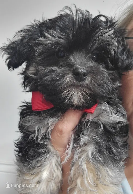 Duke – Maltipoo puppy for sale in Neodesha, KS