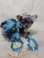 Joseline, a male Yorkshire Terrier for sale in Neodesha, KS – 8 of 9