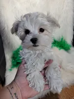Alaska Snow, a male Morkie for sale in Neodesha, KS – 2 of 5