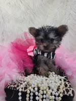 Joseline, a male Yorkshire Terrier for sale in Neodesha, KS – 4 of 9