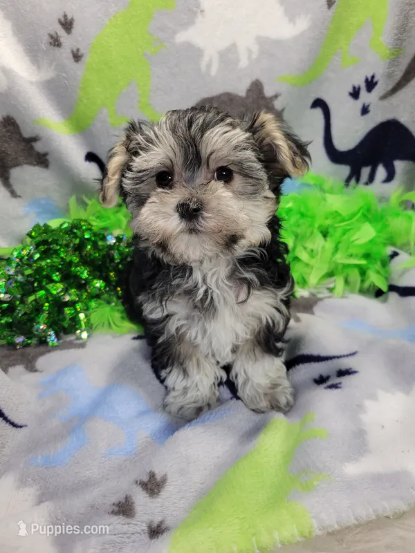 Turbo – Morkie puppy for sale in Neodesha, KS