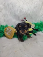 Cujo, a male Yorkshire Terrier for sale in Neodesha, KS – 2 of 3
