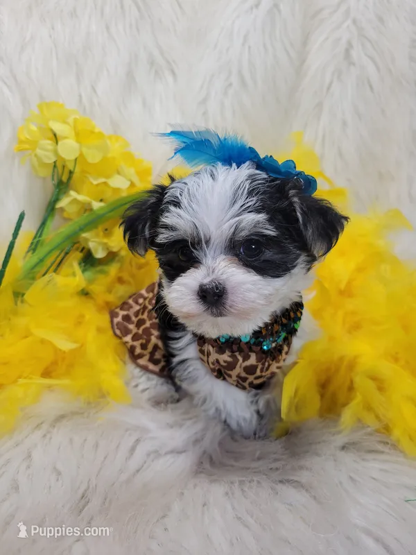 Lillie – Morkie puppy for sale in Tulsa, OK