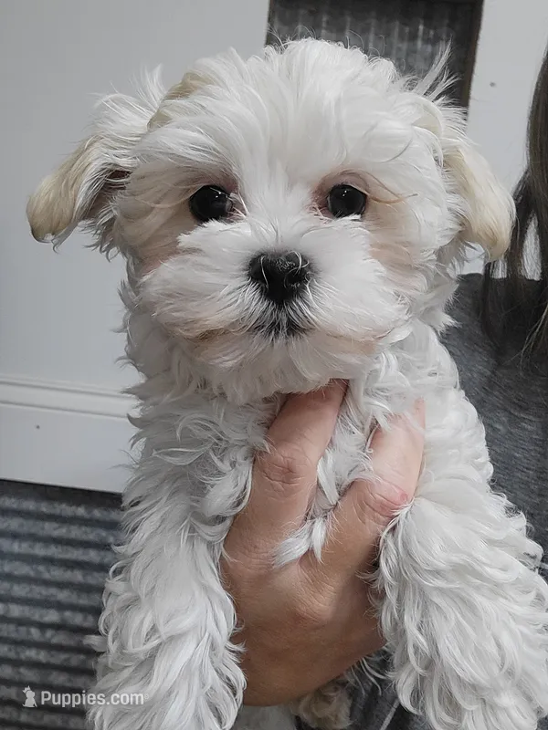 Alaska Snow – Morkie puppy for sale in Neodesha, KS