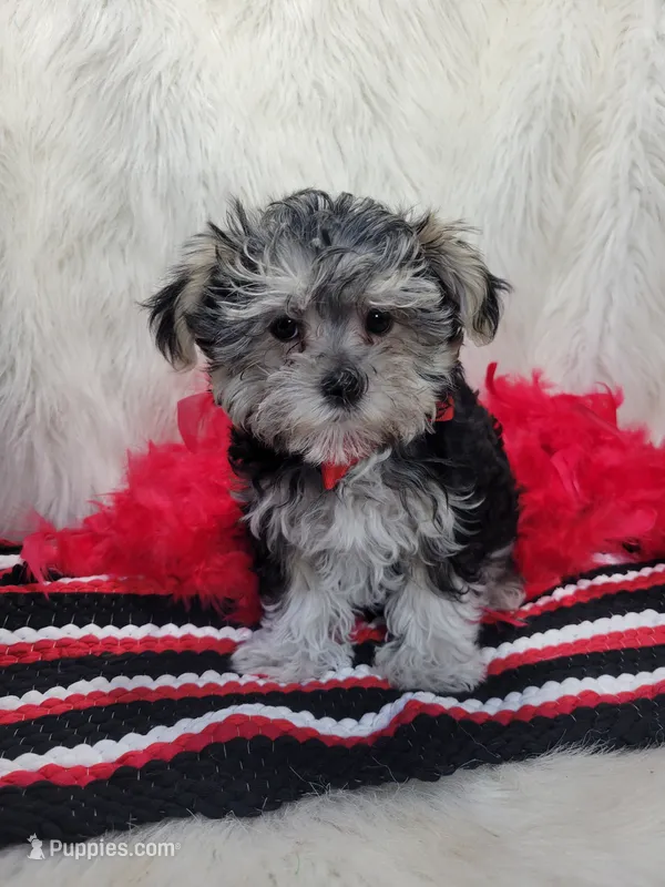 Turbo – Morkie puppy for sale in Neodesha, KS