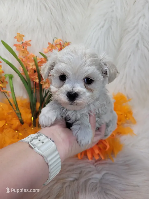 Alaska Snow – Morkie puppy for sale in Tulsa, OK