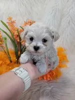 Alaska Snow, a male Morkie for sale in Neodesha, KS – 1 of 1