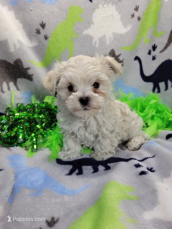 Alaska Snow – Morkie puppy for sale in Neodesha, KS
