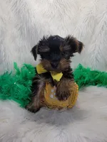 Boston, a male Yorkshire Terrier for sale in Tulsa, OK – 1 of 2
