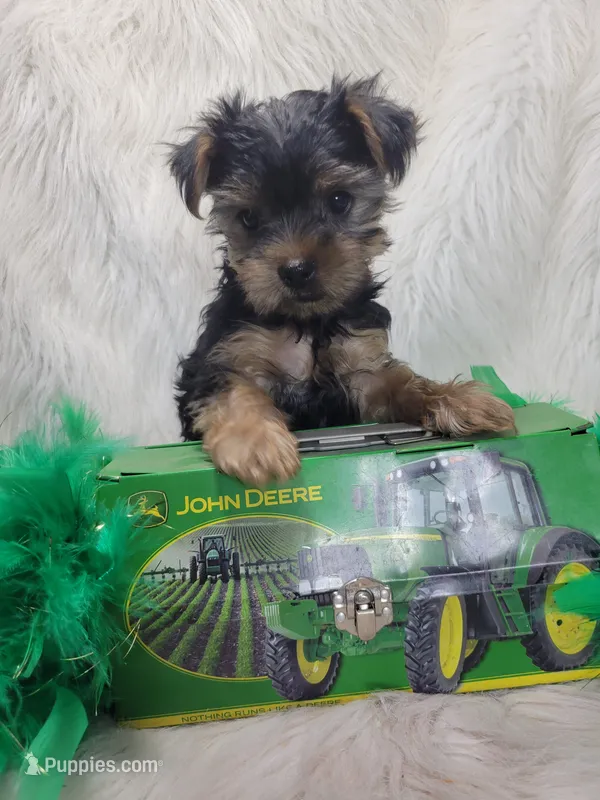 Spock – Yorkshire Terrier puppy for sale in Tulsa, OK