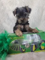 Spock, a male Yorkshire Terrier for sale in Neodesha, KS – 2 of 5