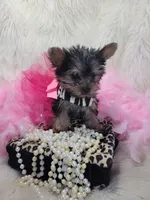 Joseline, a male Yorkshire Terrier for sale in Neodesha, KS – 6 of 9
