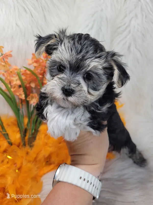 Turbo – Morkie puppy for sale in Tulsa, OK