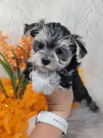 Turbo, a male Morkie for sale in Neodesha, KS – 1 of 1