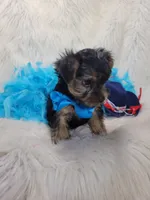 Spock, a male Yorkshire Terrier for sale in Neodesha, KS – 4 of 5