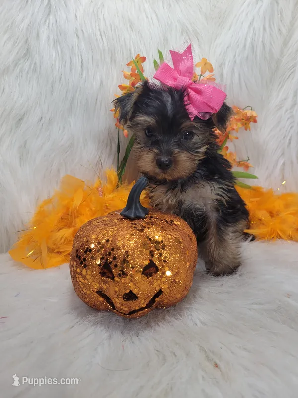 Lady – Yorkshire Terrier puppy for sale in Neodesha, KS