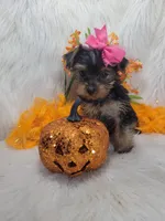 Lady, a female Yorkshire Terrier for sale in Neodesha, KS – 1 of 1
