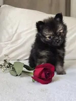 Sugar Bear, a female Pomeranian for sale in Bronson, MI – Photo 1 of 8