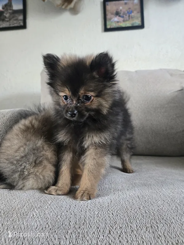 Sugar Bear – Pomeranian puppy for sale in Bronson, MI