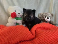 Sugar Bear, a female Pomeranian for sale in Bronson, MI – Photo 7 of 8