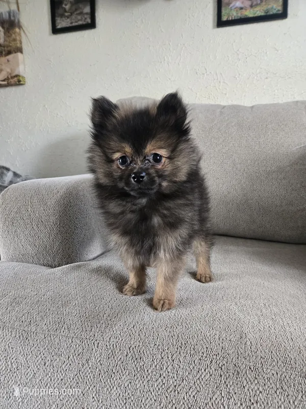 Sugar Bear – Pomeranian puppy for sale in Bronson, MI