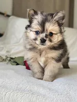 Freckles , a female Pomeranian for sale in Bronson, MI – Photo 2 of 6