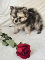 Freckles , a female Pomeranian for sale in Bronson, MI – Photo 3 of 6