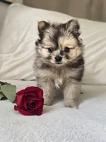 Freckles , a female Pomeranian for sale in Bronson, MI – Photo 1 of 6