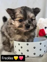 Freckles , a female Pomeranian for sale in Bronson, MI – Photo 4 of 6